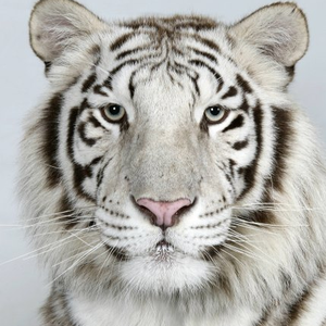 Foto de perfil de Isaac Cavalcanti Peppe