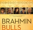 Brahmin Bulls 